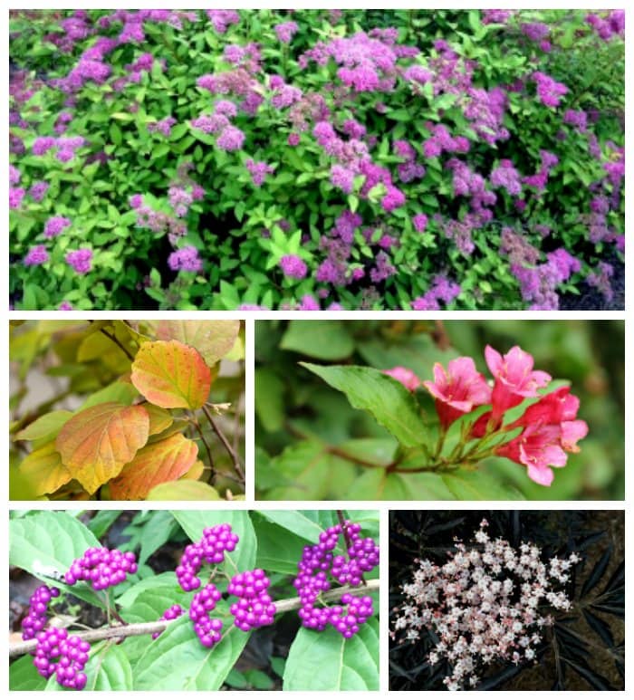 Collage of ornamental shrubs