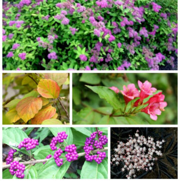 Collage of shrubs including beautyberry, sambucus, fothergilla, weigela, and spirea.