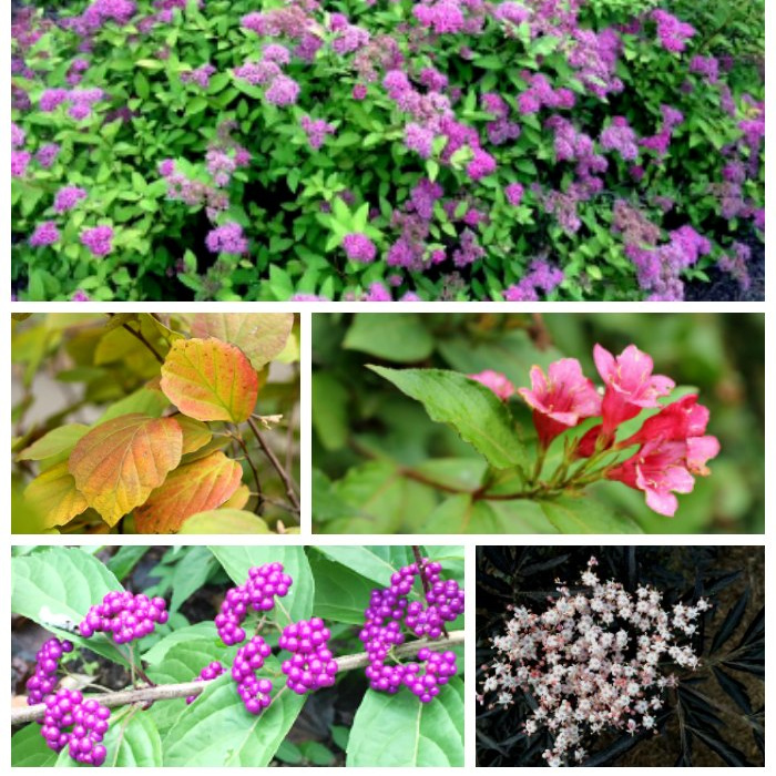 Collage of shrubs including beautyberry, sambucus, fothergilla, weigela, and spirea.