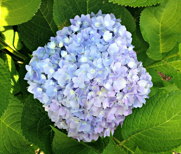 blue hydrangea flower