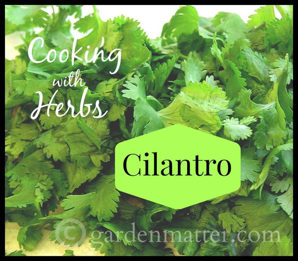 Learn about cooking with cilantro, how to grow and harvest this fragrant herb and ideas about ways to deal with those who do not like it.