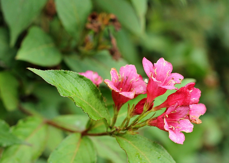 Weigelia-grandiflora-flowers