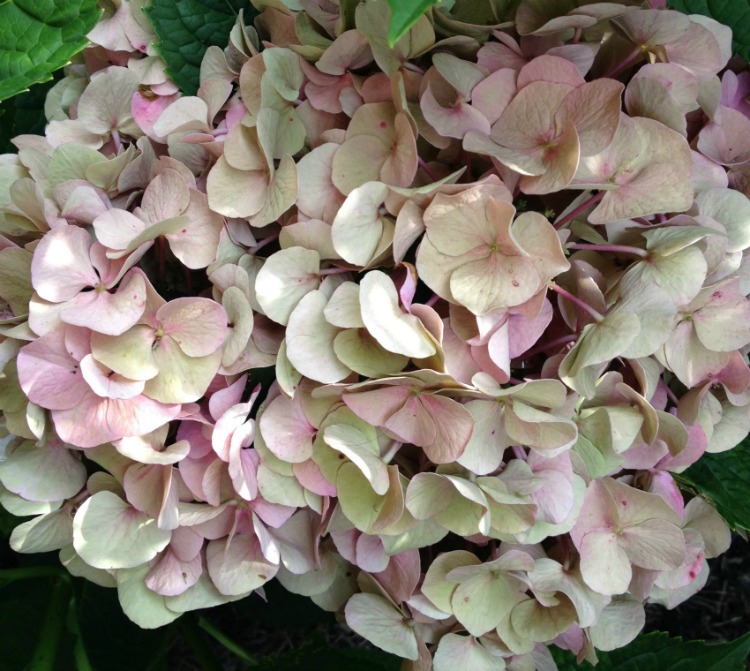 Hydrangea drying on bush