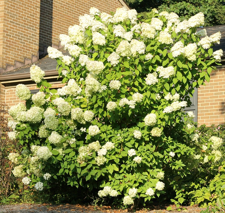 Tall limelight hydrangea full of blooms.