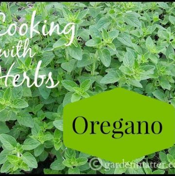 Cooking with Oregano