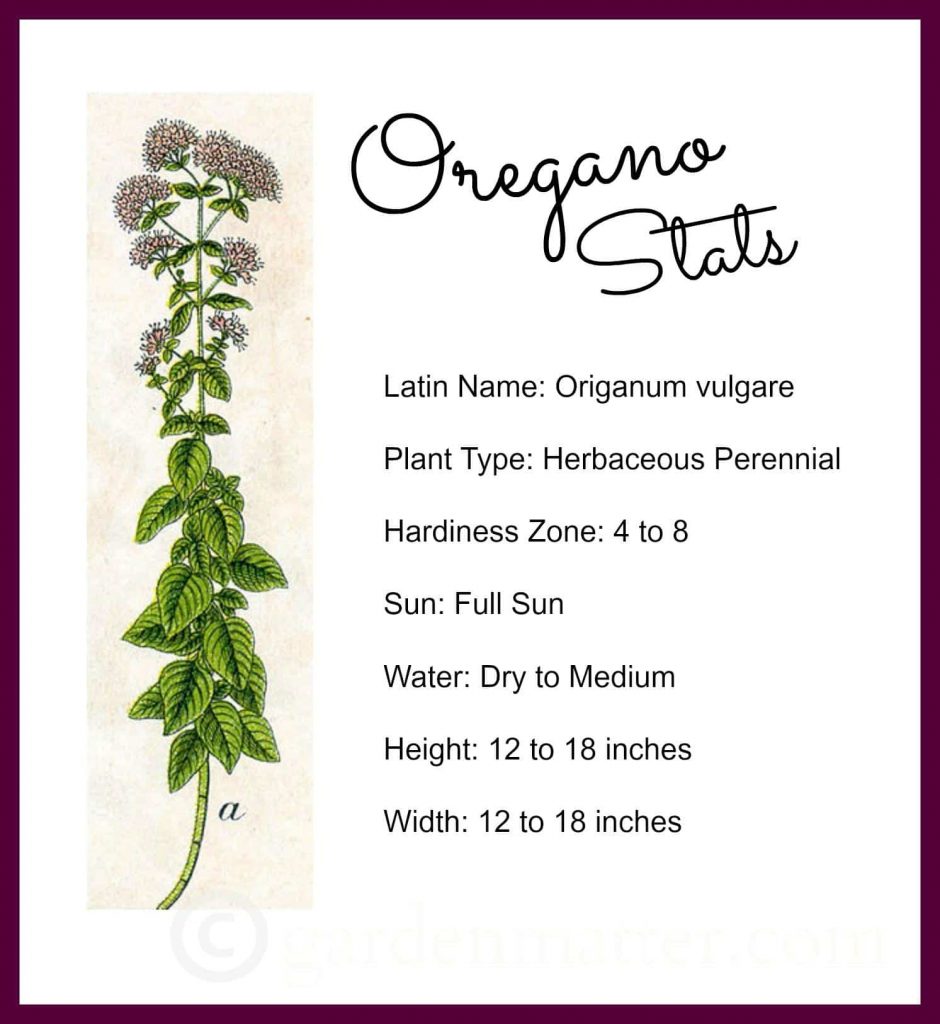 Cooking with Herbs Oregano