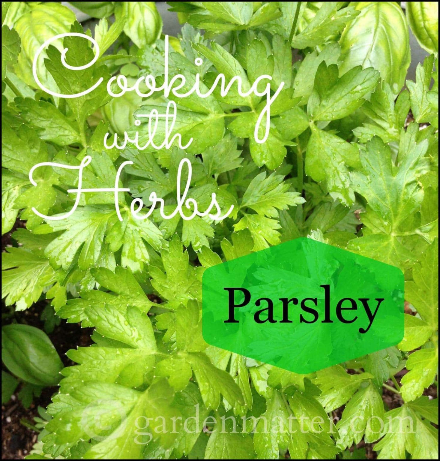 Cooking with Parsley A Versatile and Tasty Herb Hearth and Vine