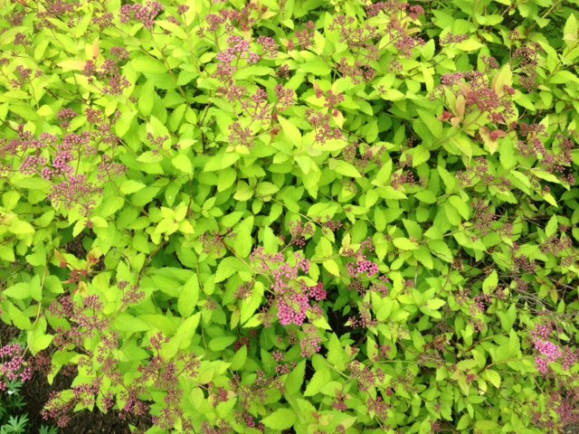 Spiraea x bumalda 'Goldflame'