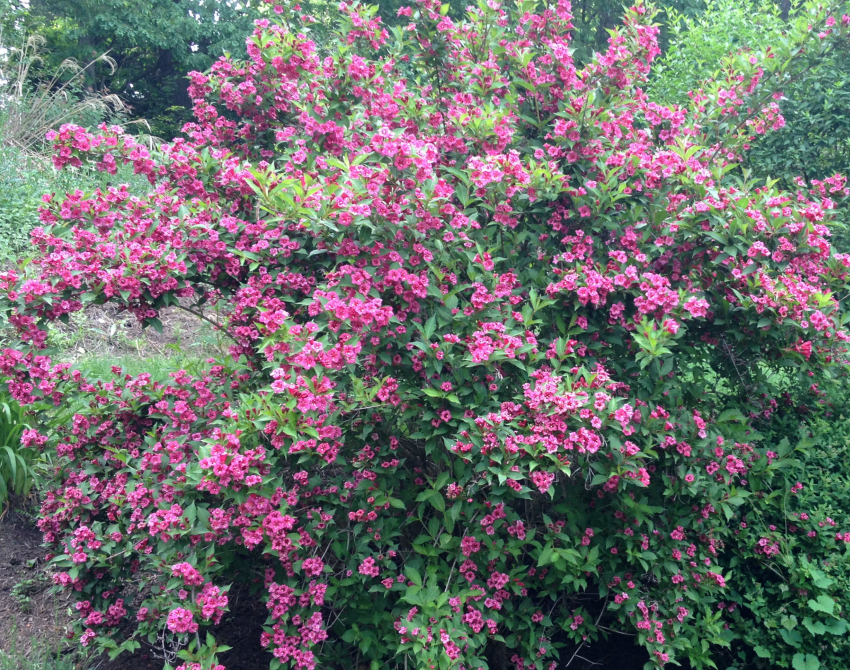 Weigelia shrub flowering in the spring