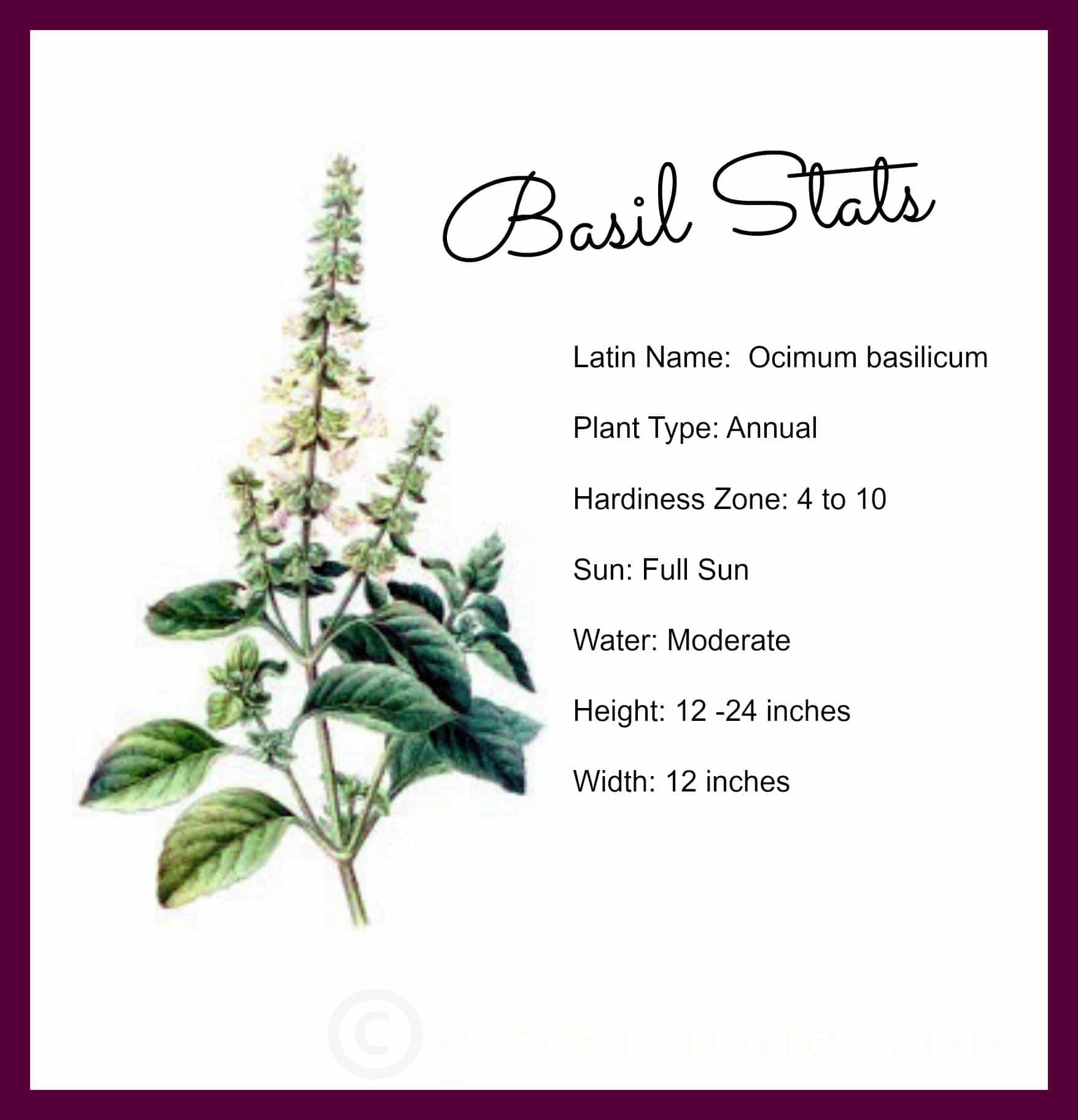 Basil Stats