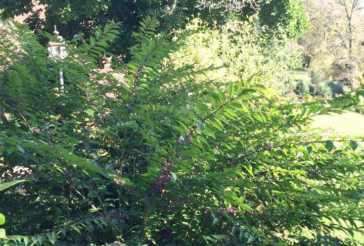 Beautyberry shrub in summer