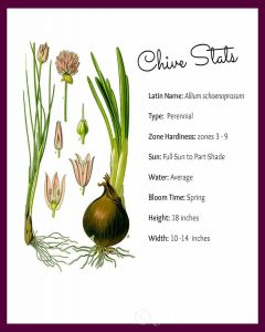 Cooking with Herbs - All About Chives | Hearth and Vine