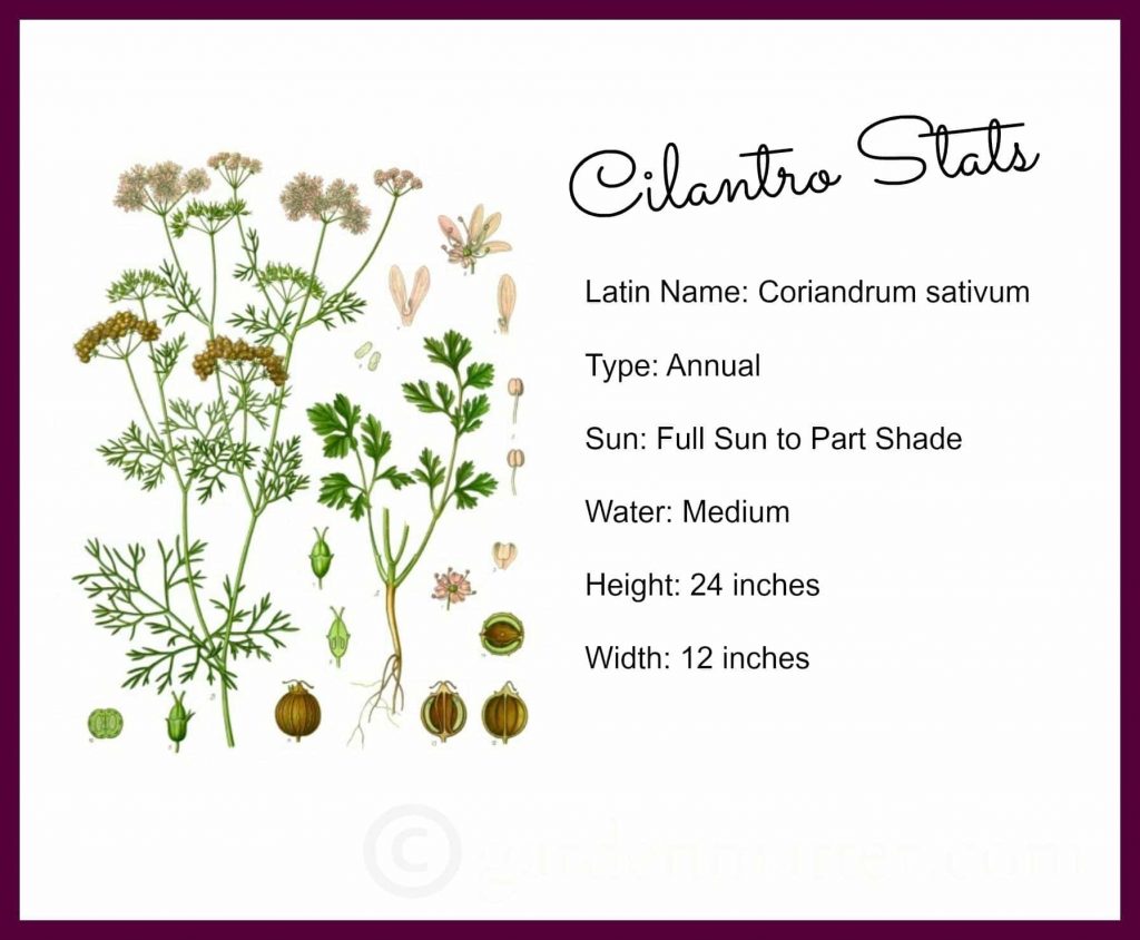 Cooking with Herbs All About Cilantro Hearth and Vine