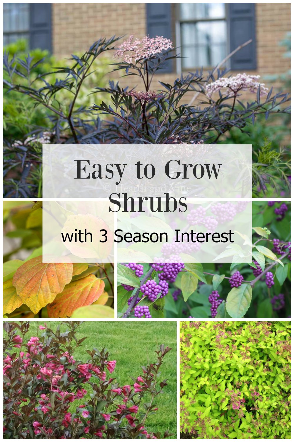 5 Top Flowering Shrubs for Multiple Season Interest in Your Garden