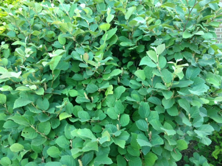 Fothergilla during the summer