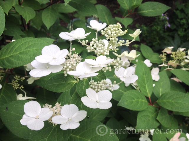 Hydrangea Paniculata Chantilly Lace