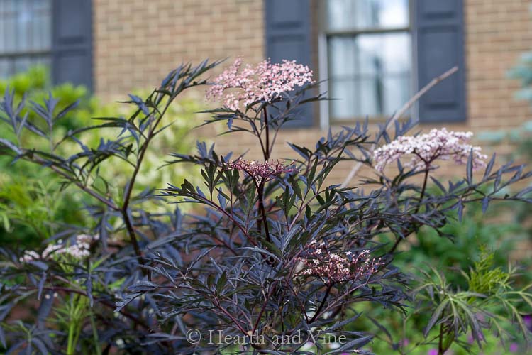 Sambucus niger Black Lace in bloom