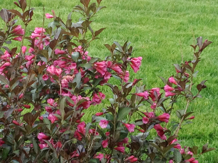 Weigela wine and roses