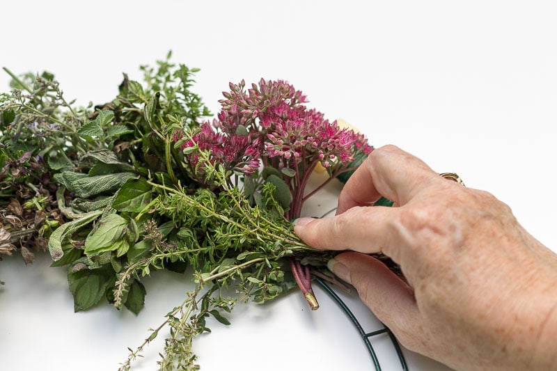 Hand holding a bundle of thyme on top of other bundles on a wire wreath frame.