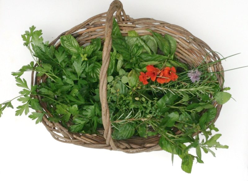 Basket of fresh picked herbs