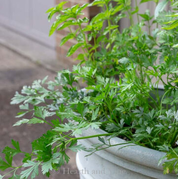 Parsley growing in a pot outside.