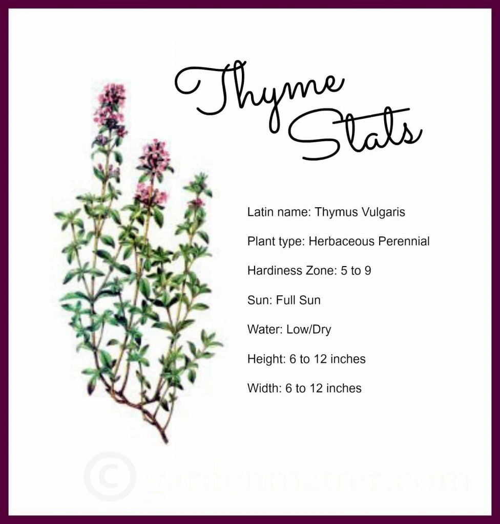 Cooking with Herbs All About Thyme Hearth and Vine