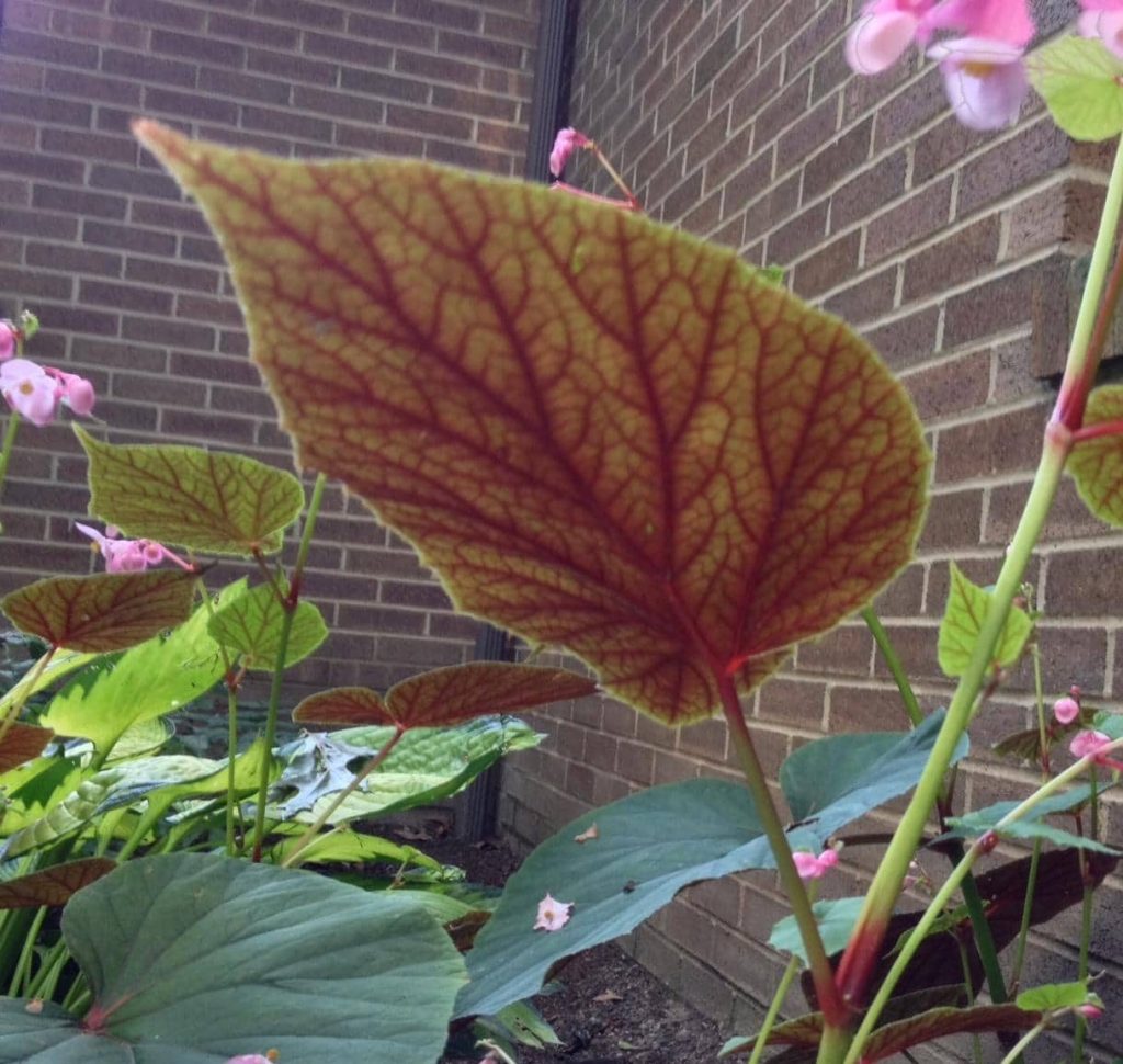 Red veining on the underside of a hardy begonia plant leaf.