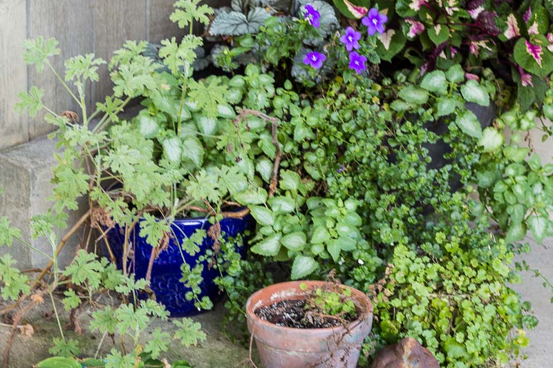 Front porch plants at the end of summer including scented geraniums, lamium, and bluebells.