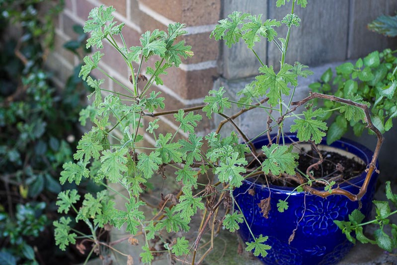 Leggy rose scented geranium outdoors in a blue pot.