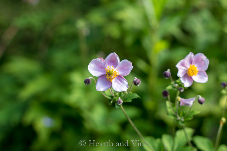 Two Anenome September Charm flowers in bloom