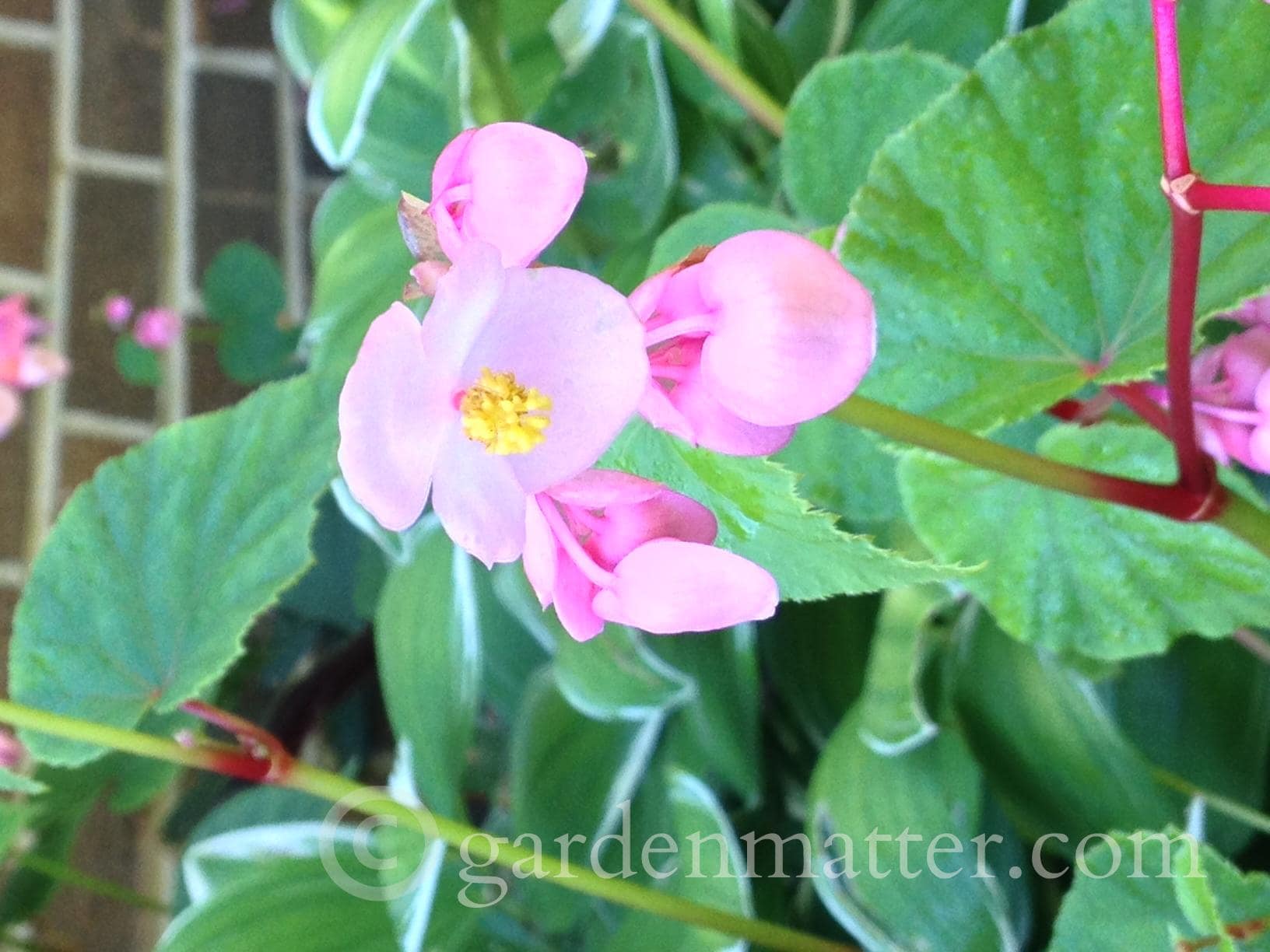 A Hardy Begonia? Check out Begonia Grandis Hearth & Vine