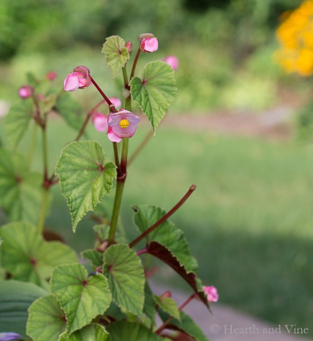 Small pink flowers of begonia grandis.