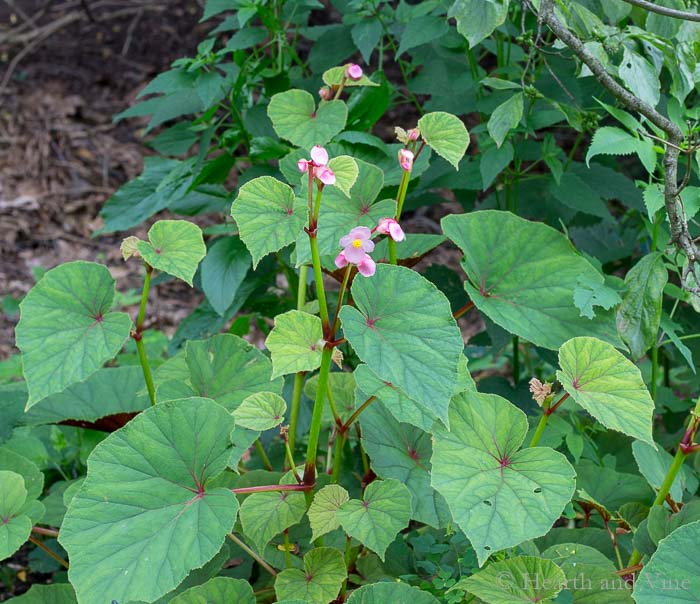 Hardy begonia plant growing under tree.