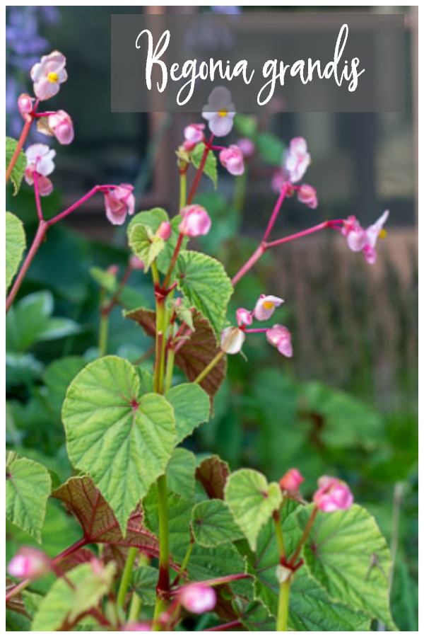 Begonia grandis hardy begonia in full bloom.