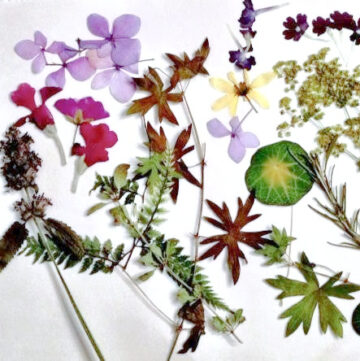 Pressed flowers and leaves.