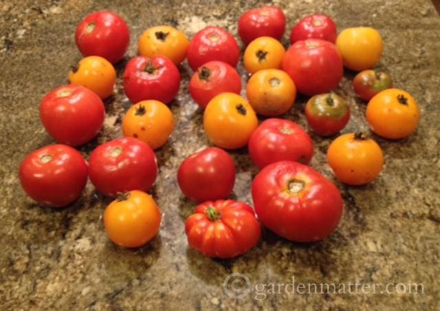 Farmer's Market Tomatoes