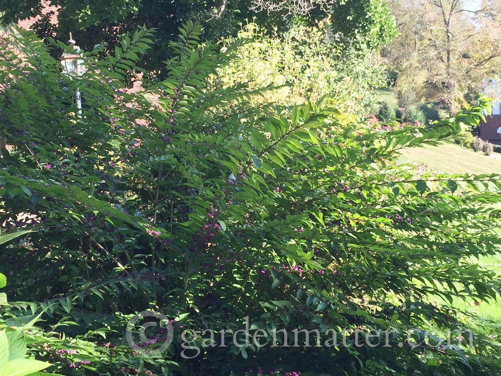 Beautyberry Bush - full size