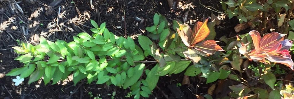 Beautyberry Bush - seedling