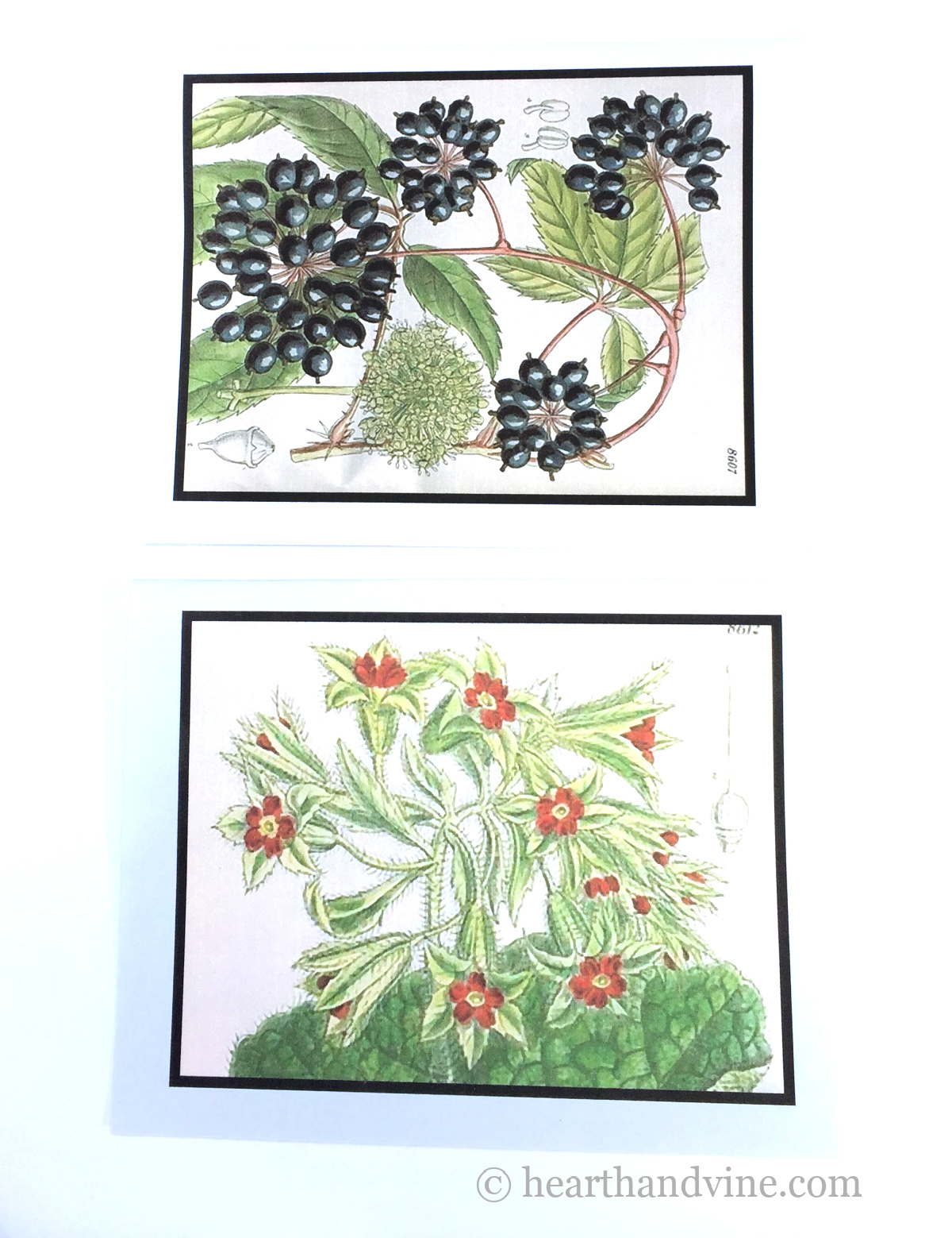 Elderberries and red primrose botanical illustrations on cards.