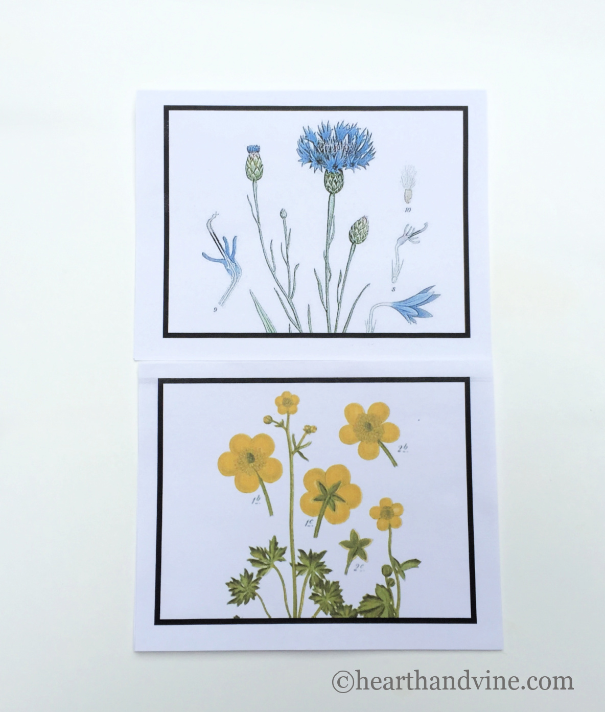 Blue cornflower and yellow buttercup illustrations.