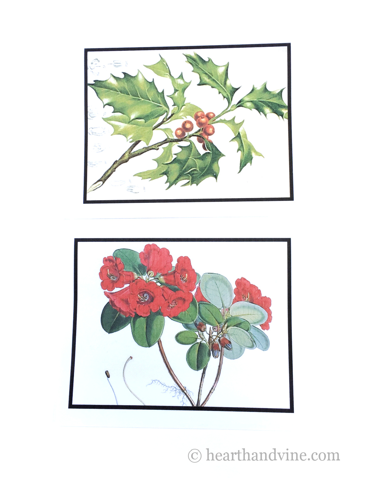Holly and red flower illustrations.
