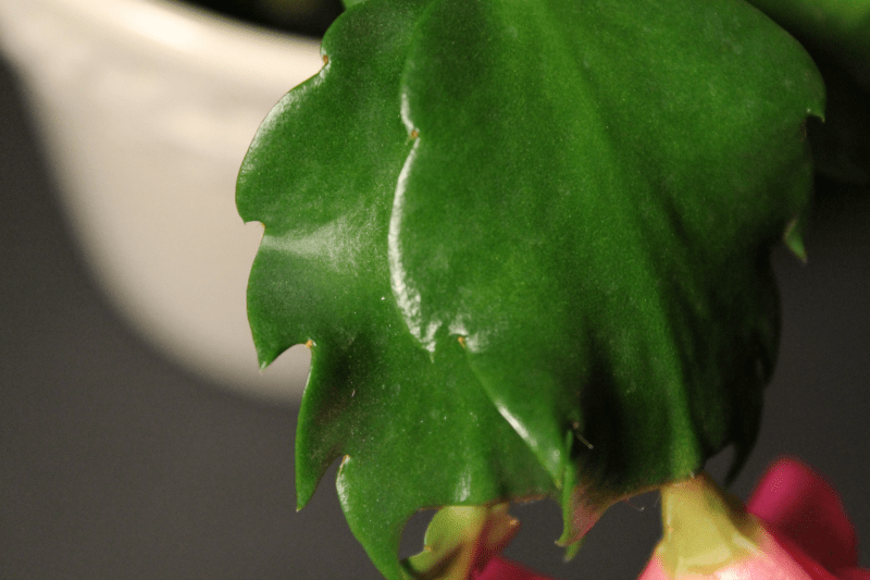 Thanksgiving cactus - Schlumbergera truncata close up of a leaf section with jagged edges.