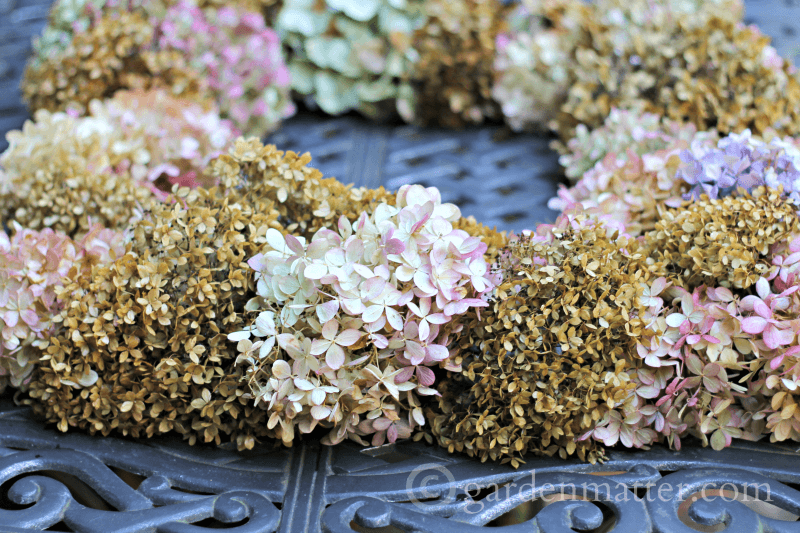 Dried Hydrangea on table view