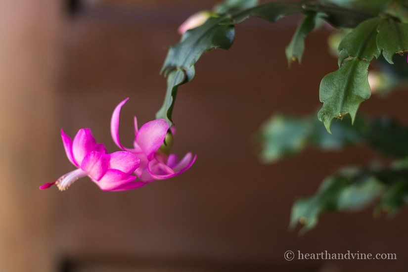 Bright pink close up of a flower on a Schlumbergera truncata.