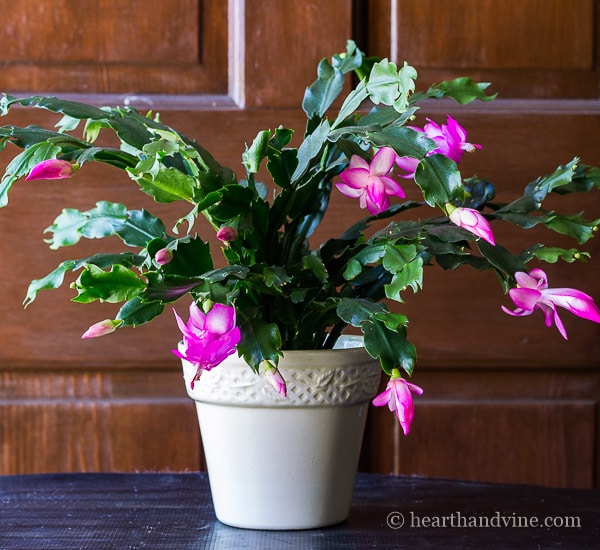 Christmas cactus actually Thanksgiving cactus in bloom