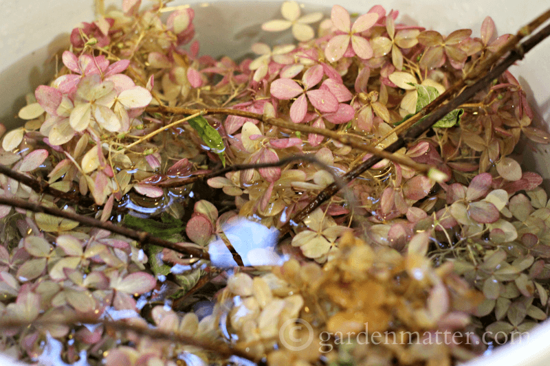 Dried flowers soaking in water