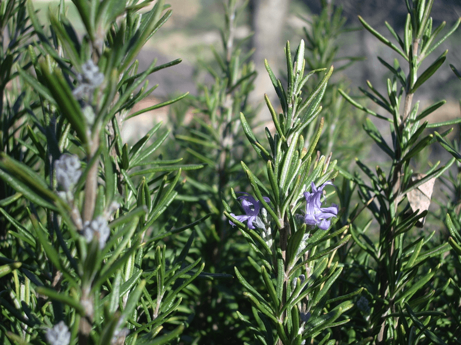 Rosemary plants with blooms.