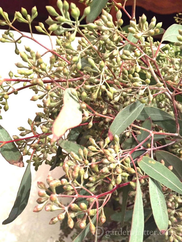 seeded eucalyptus close-up