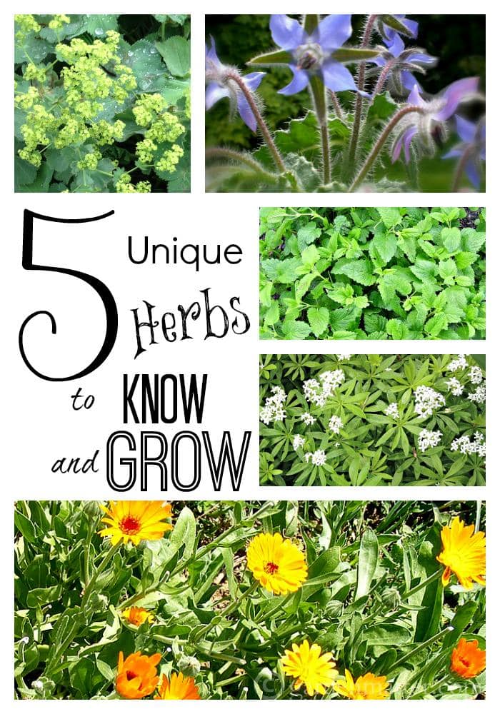 5 herbs to know & grow ~ Top 10 posts of 2015 ~ gardenmatter.com 