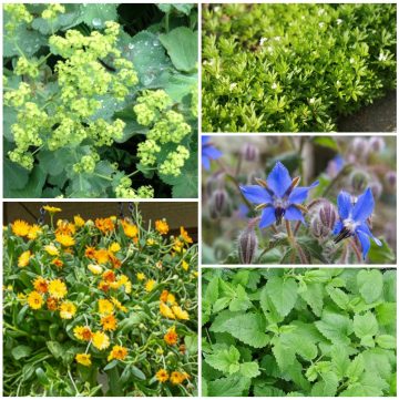 Five unusual herbs to grow